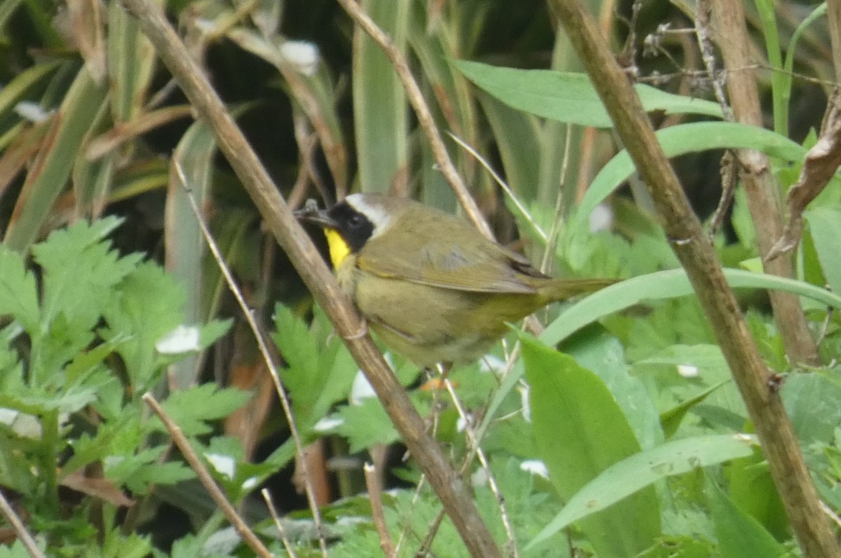 Common Yellowthroat - ML618232650