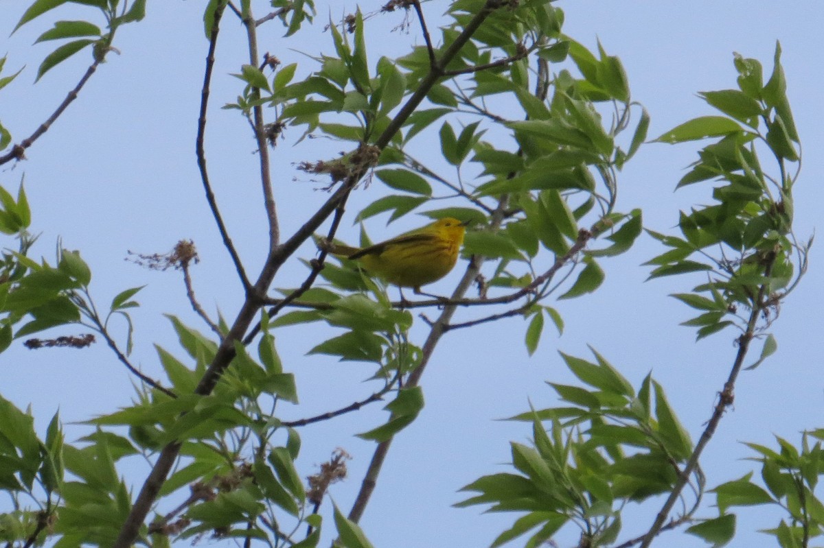 Yellow Warbler - Mayuko Fujino