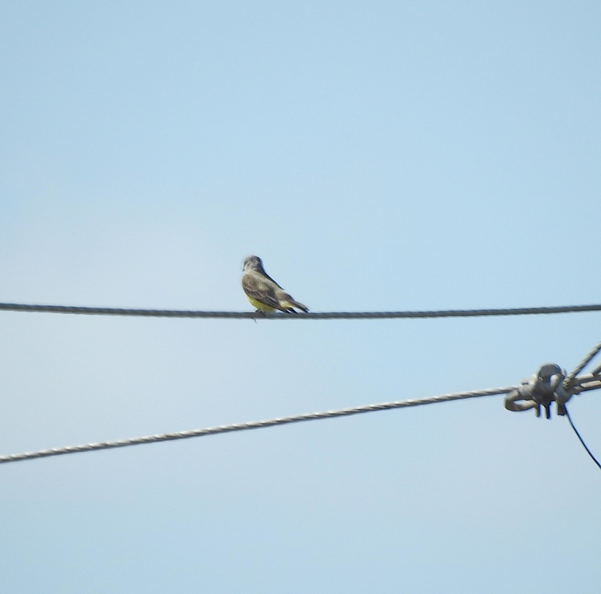 Western Kingbird - ML618232668