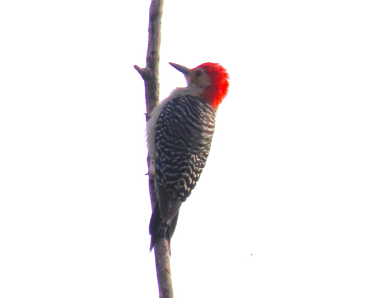 Red-bellied Woodpecker - Jeff Beane