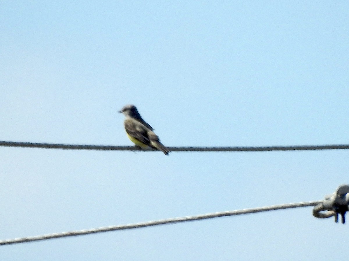 Western Kingbird - Barbara Hiaasen