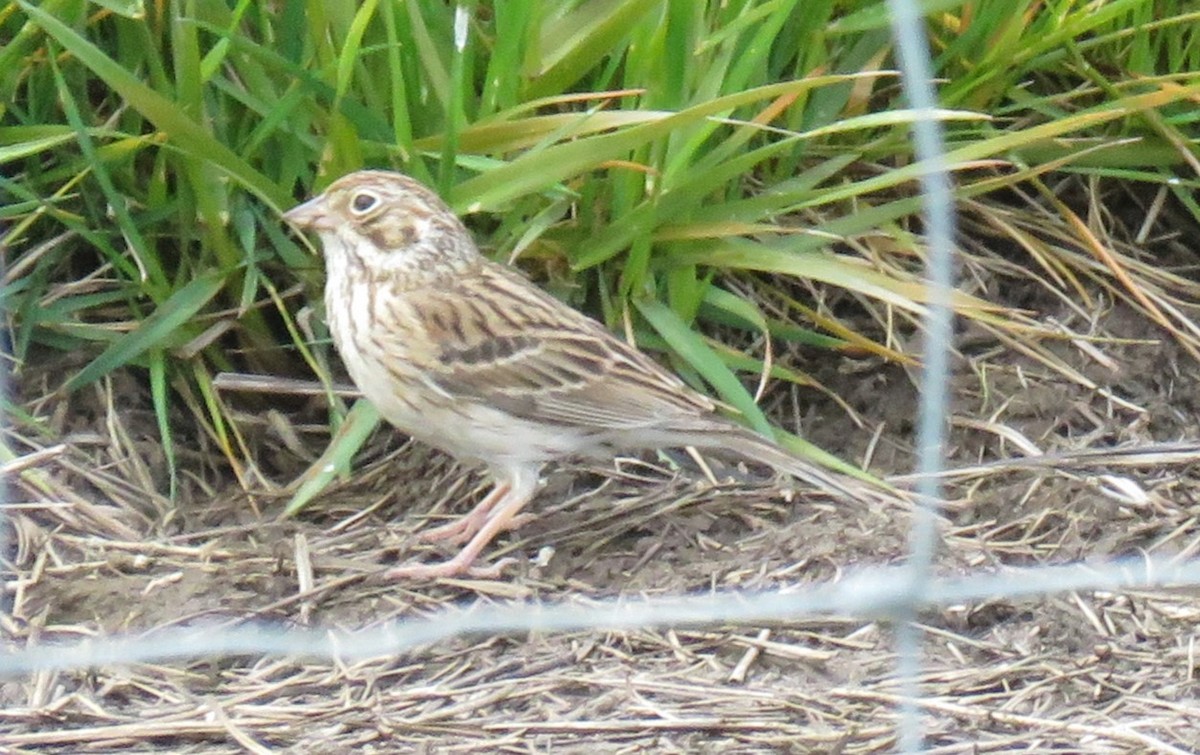 Vesper Sparrow - Pam Otley