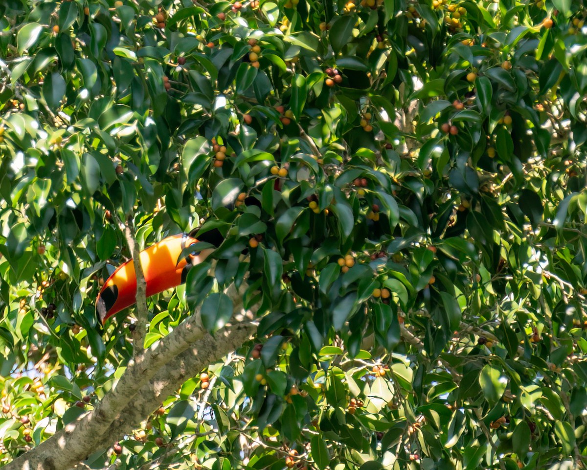 Toco Toucan - Victor Pássaro