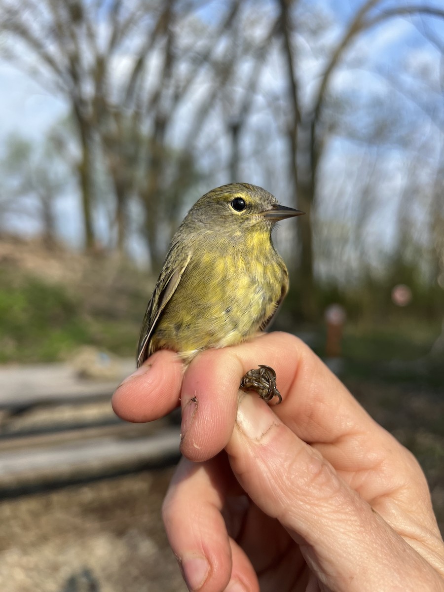 Orange-crowned Warbler - ML618232761