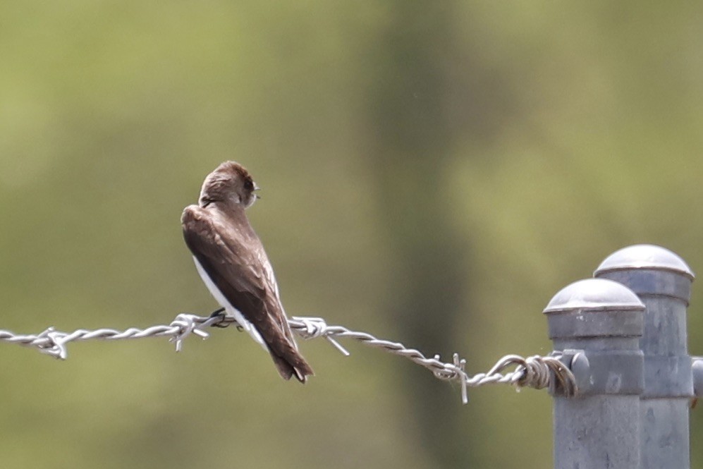 Northern Rough-winged Swallow - ML618232780