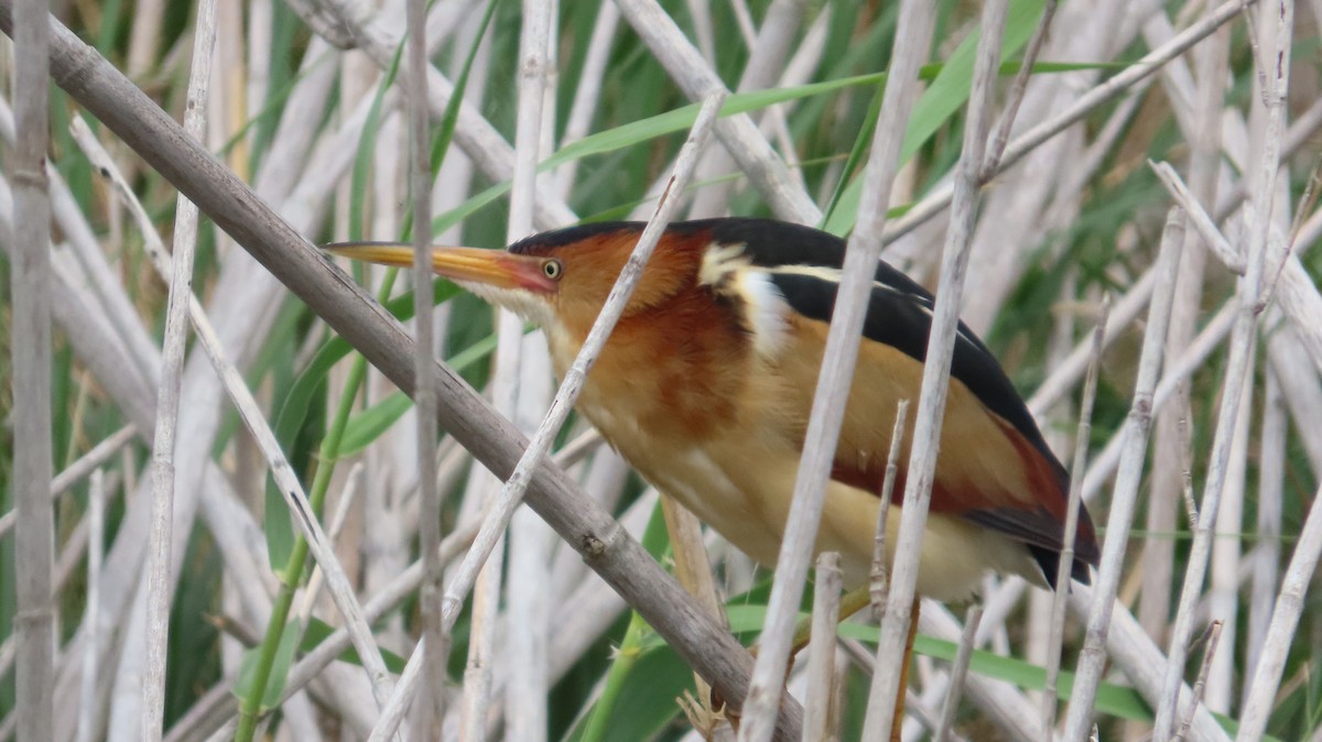 Least Bittern - Lorna Thomas