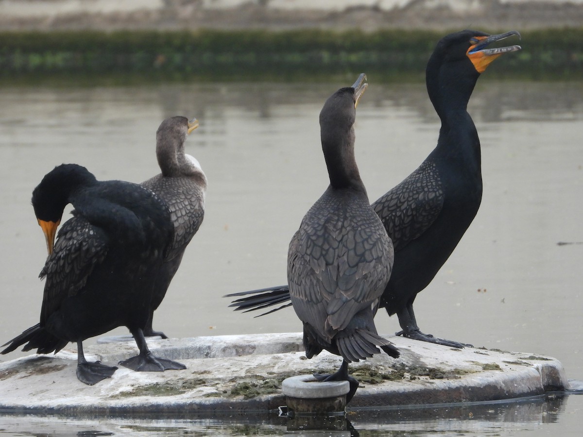 Double-crested Cormorant - ML618232783