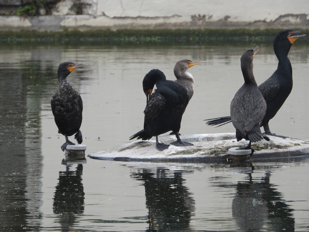 Double-crested Cormorant - ML618232784