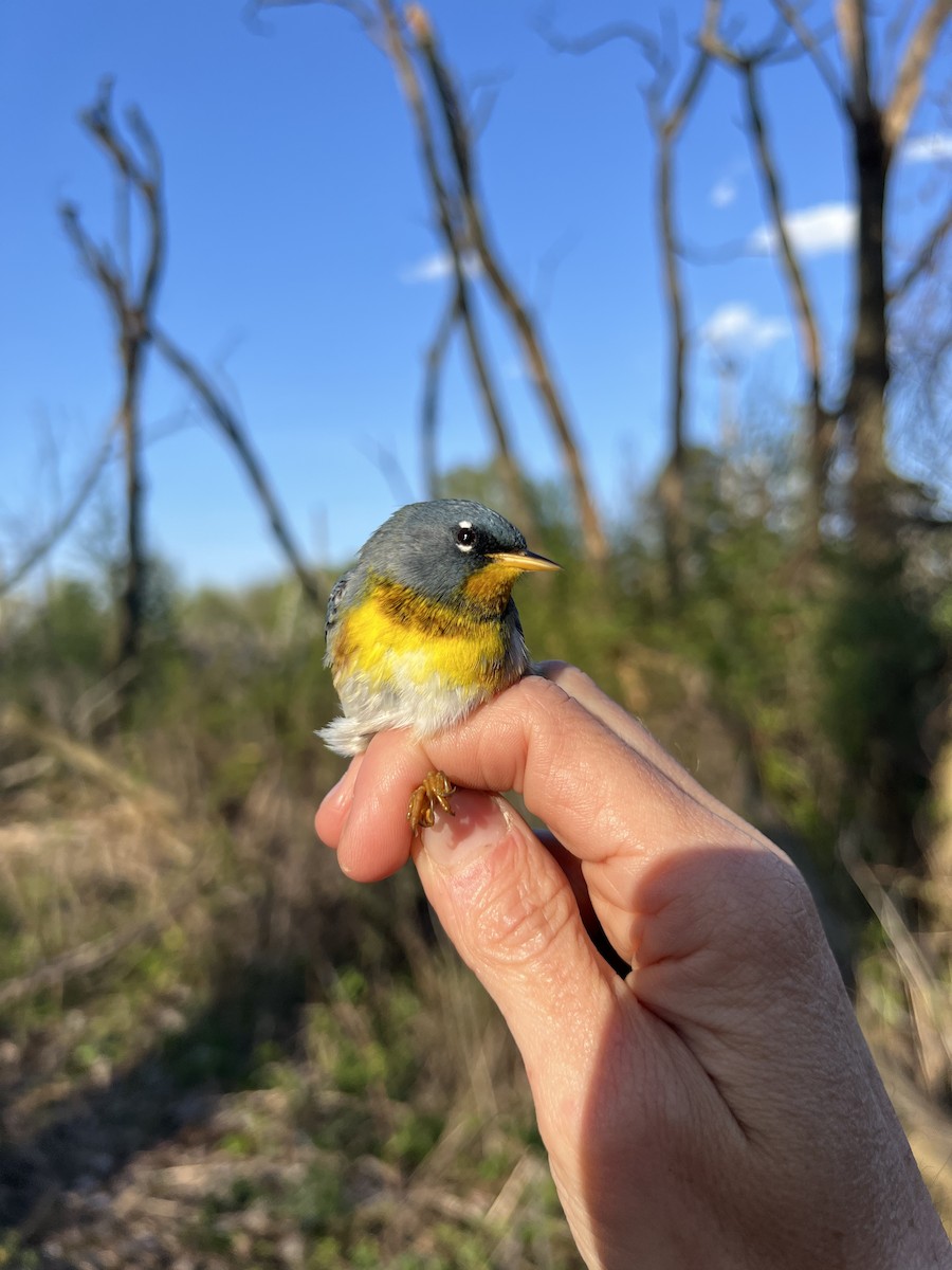 Northern Parula - Laura-Marie Koitsch