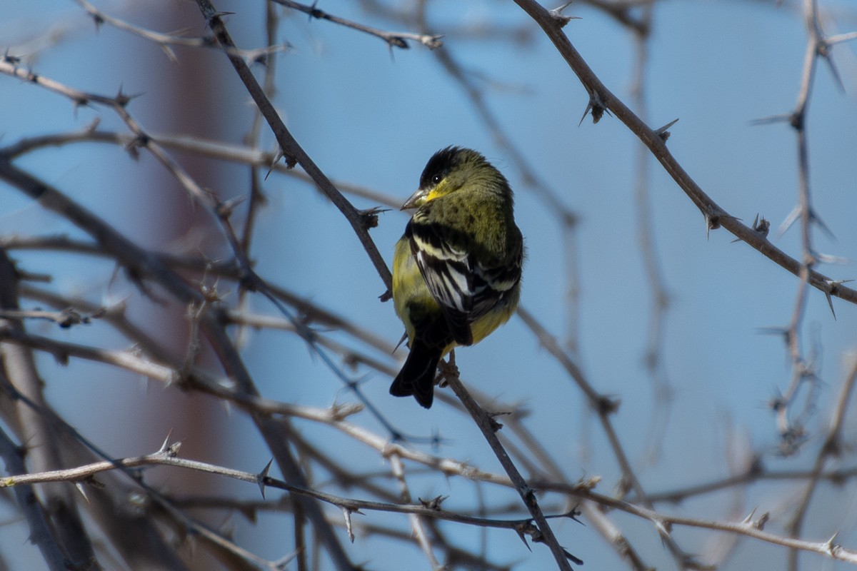 Lesser Goldfinch - Rie & Matt