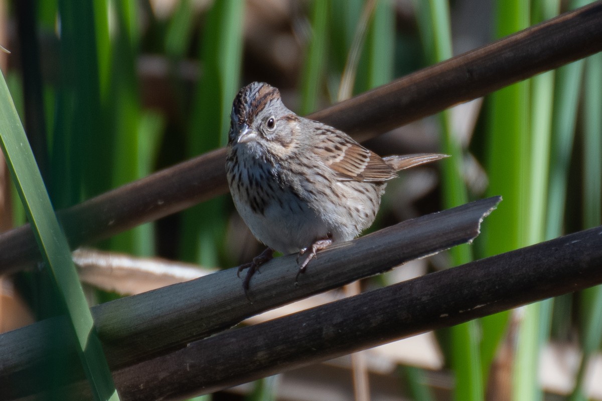 Lincoln's Sparrow - Rie & Matt