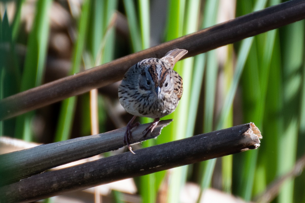 Lincoln's Sparrow - Rie & Matt