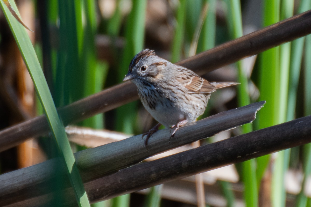 Lincoln's Sparrow - Rie & Matt