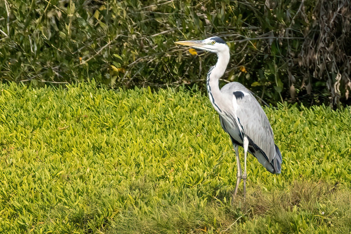 Gray Heron - Shaqayeq Vahshi