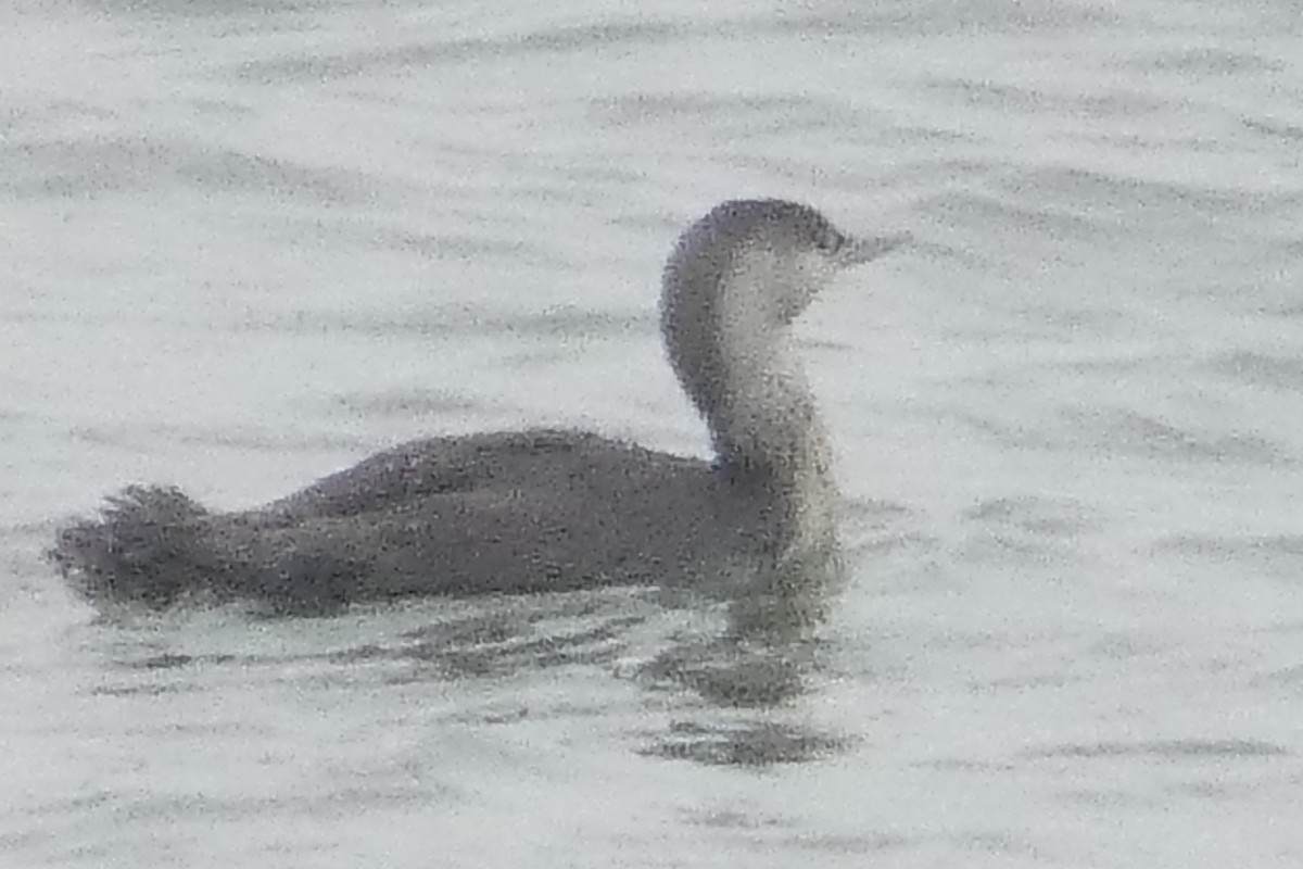 Red-throated Loon - Anonymous