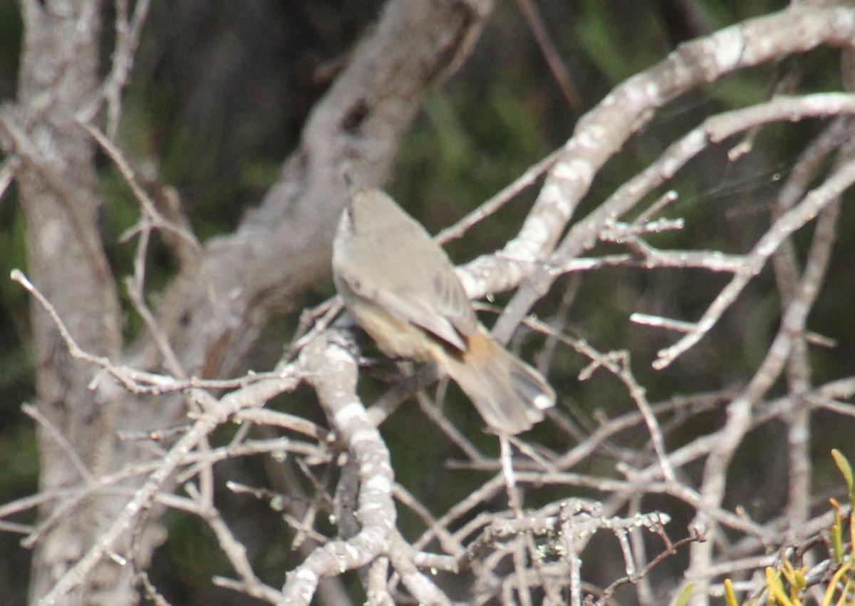 Inland Thornbill - Wendy McWilliams