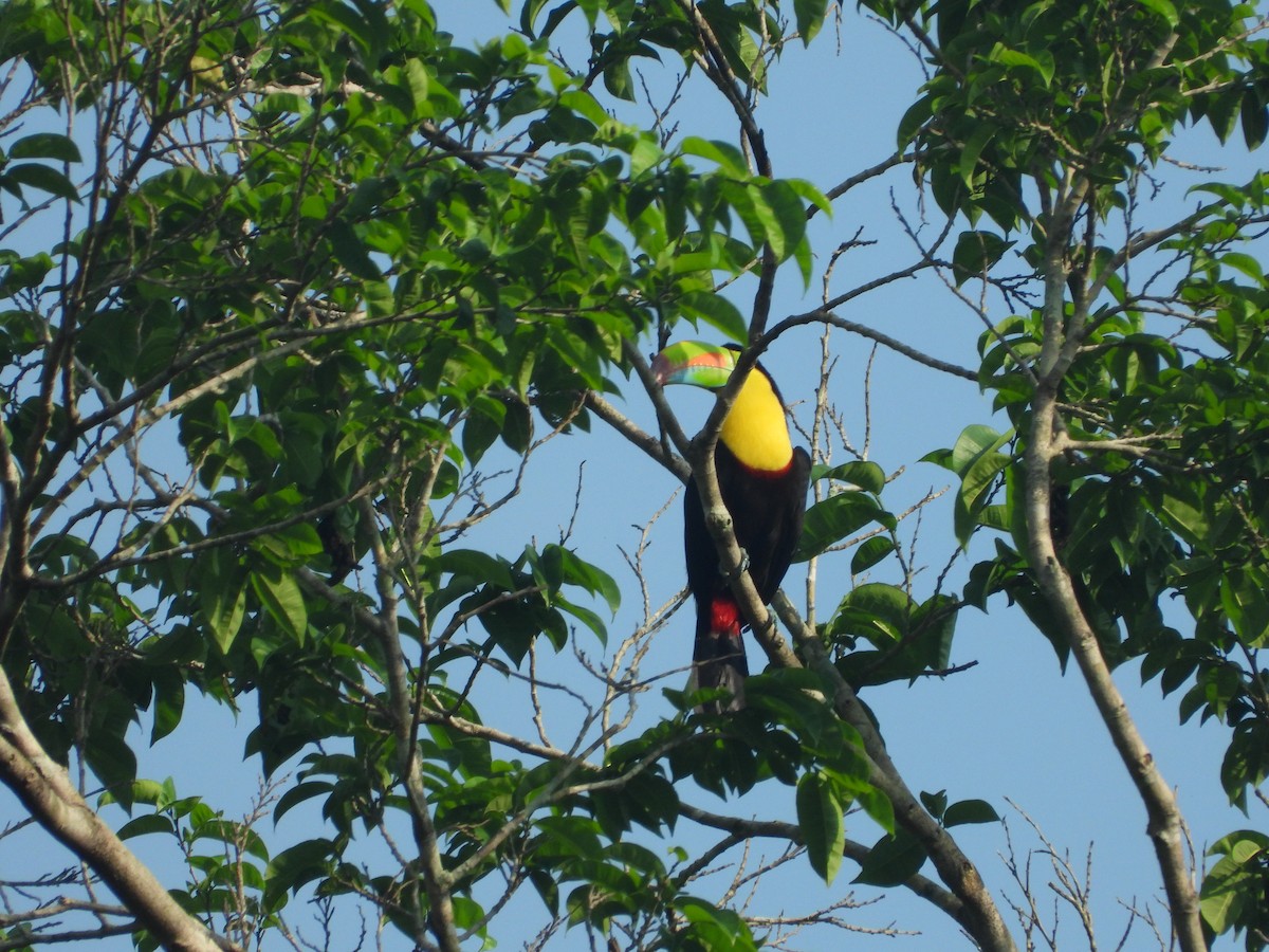 Keel-billed Toucan - Jose Fernando Sanchez O.