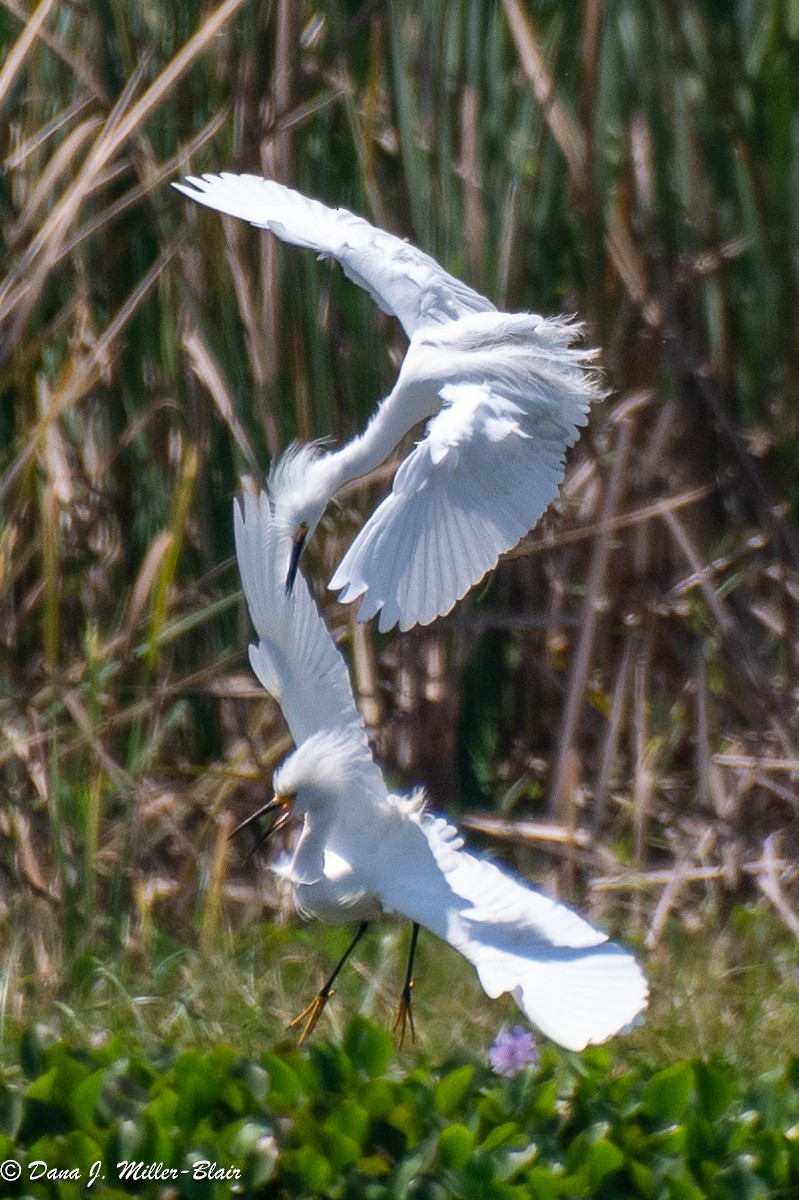 Snowy Egret - Dana Miller-Blair