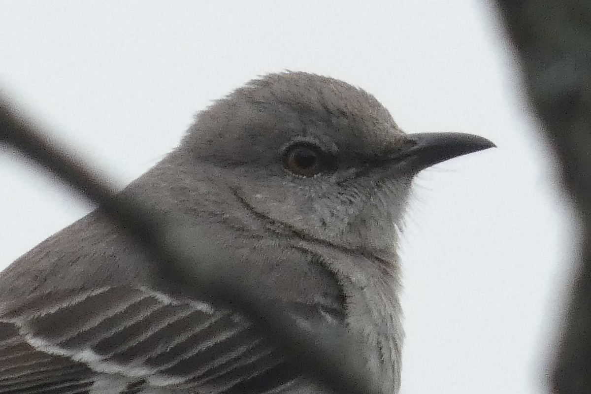 Northern Mockingbird - Anonymous