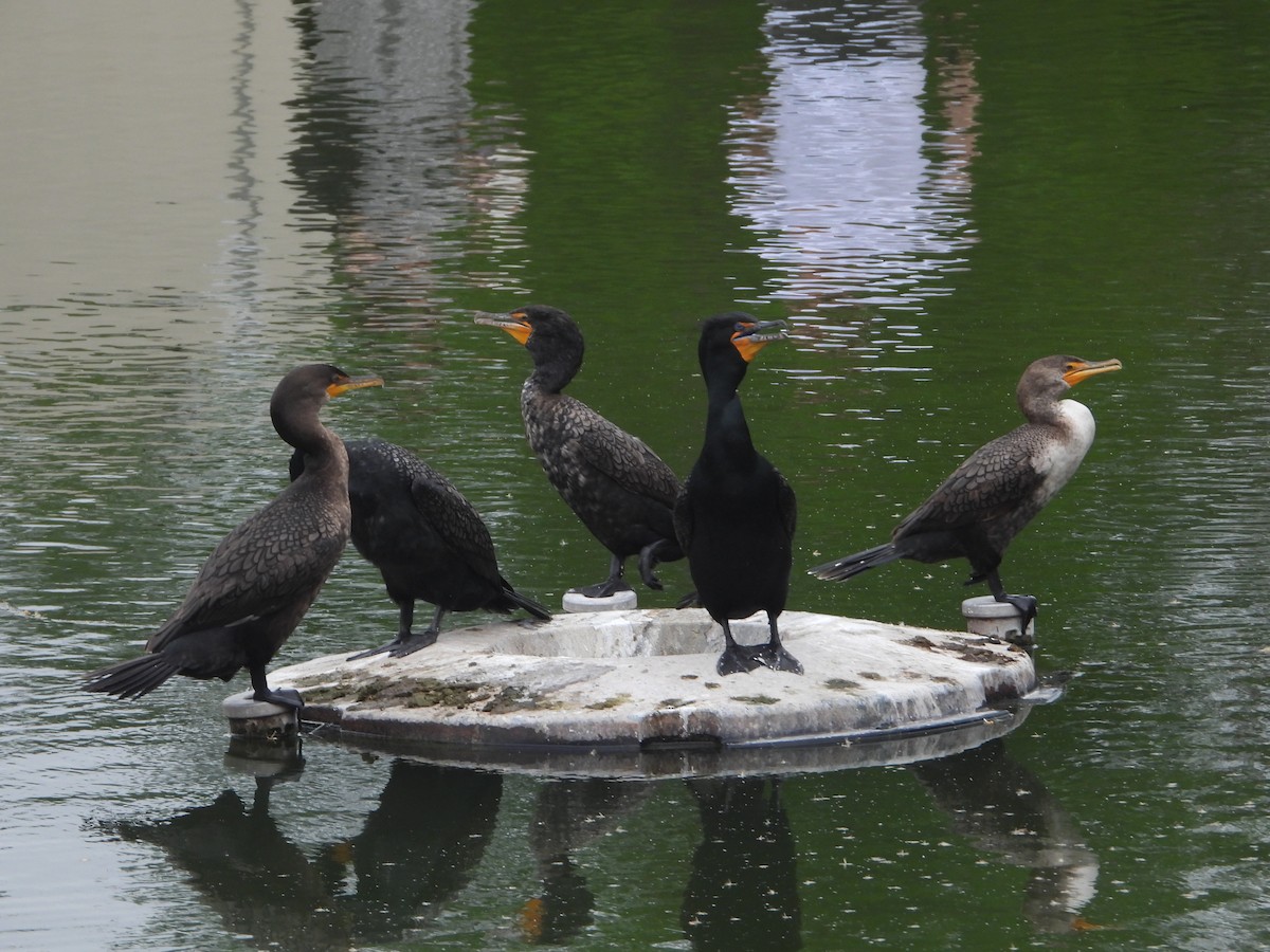 Double-crested Cormorant - Rodney Macready