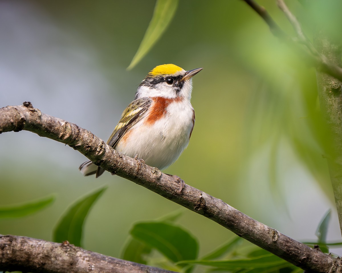 Chestnut-sided Warbler - Mickey Grebe