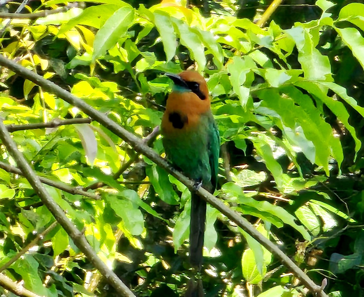 Broad-billed Motmot - Nadezka Davila