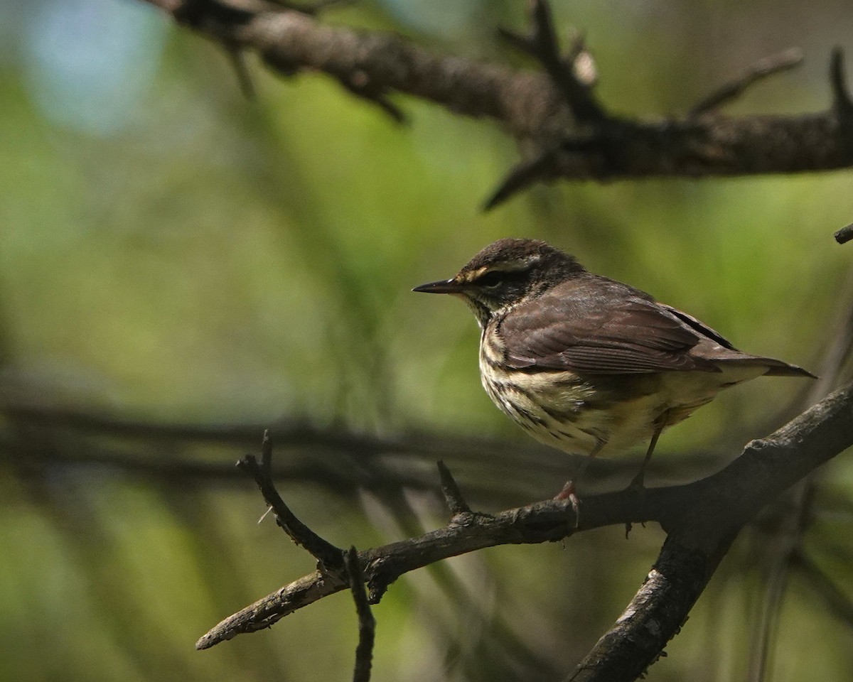 Northern Waterthrush - Andre Vu