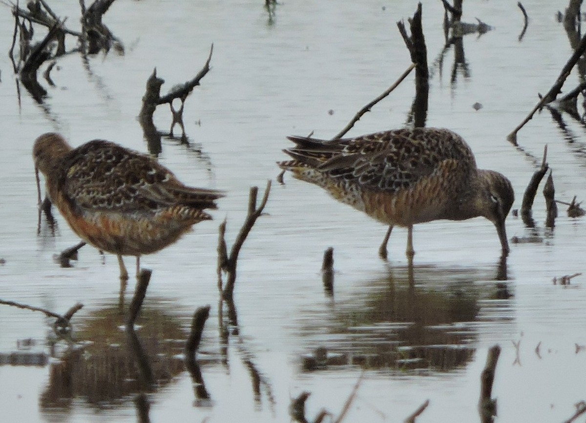 Long-billed Dowitcher - Michael Clay