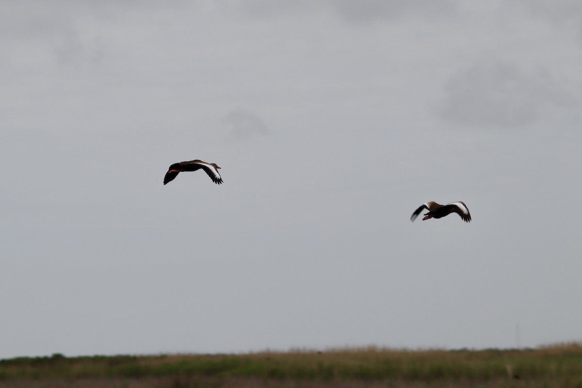 Black-bellied Whistling-Duck - Jeff Schroeder