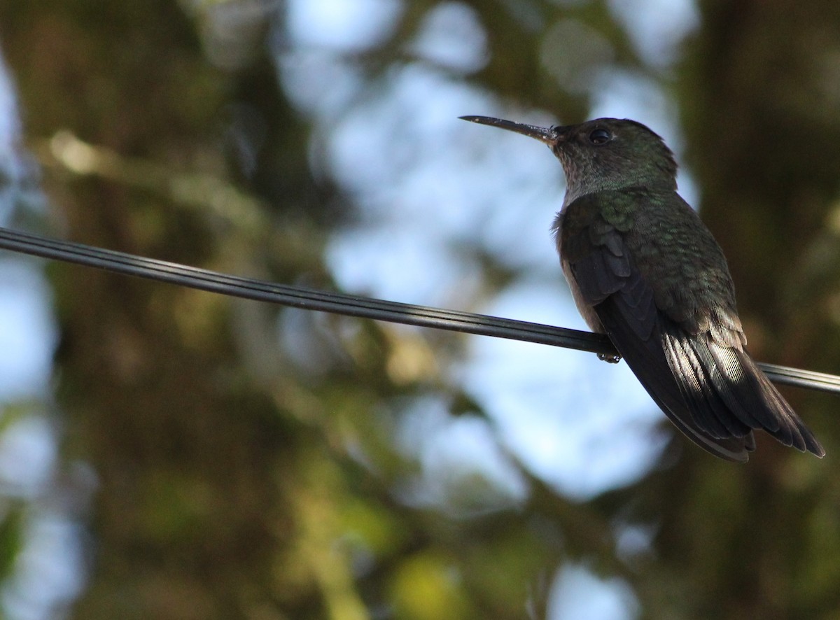 Sombre Hummingbird - Miguel  Magro