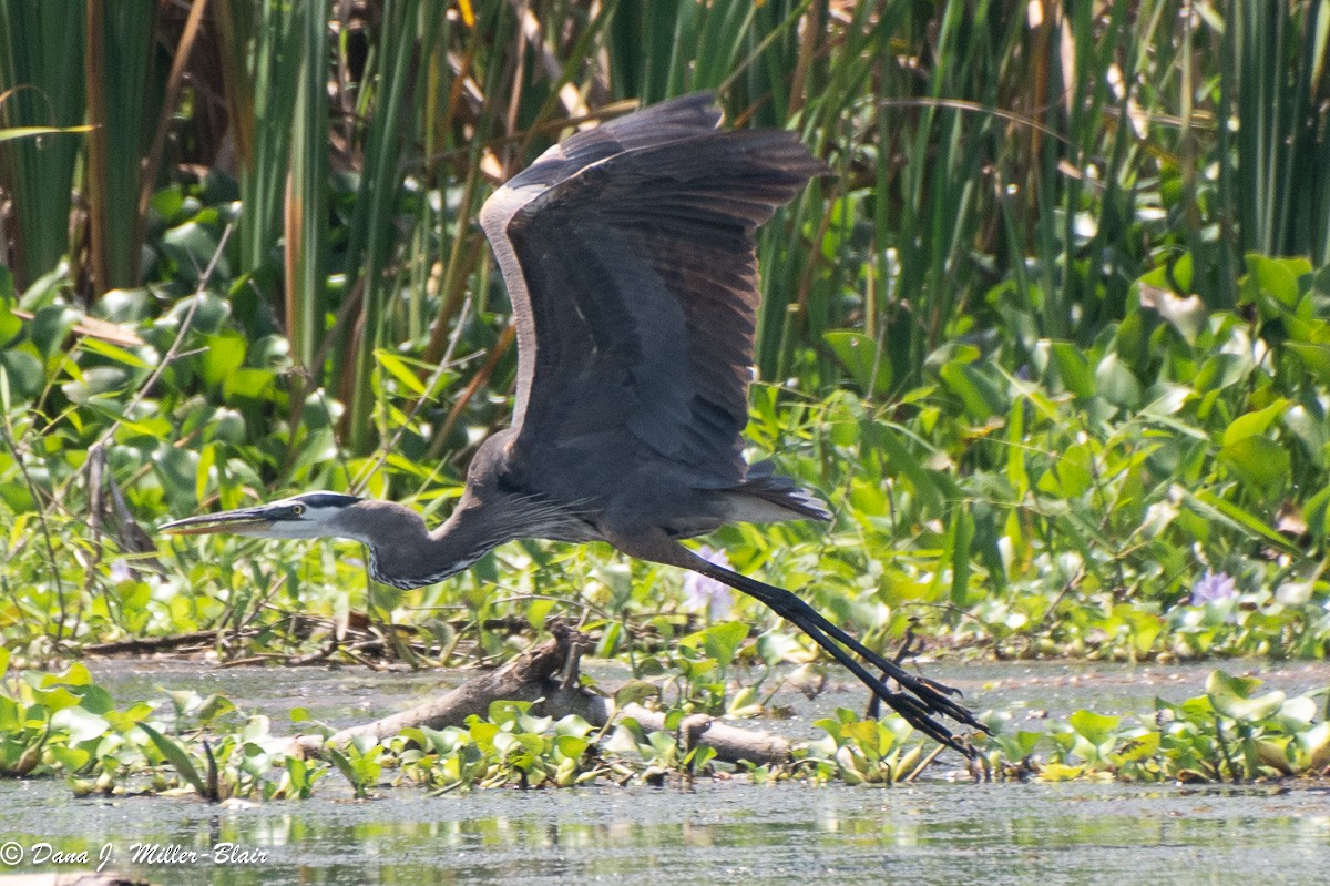 Great Blue Heron - Dana Miller-Blair