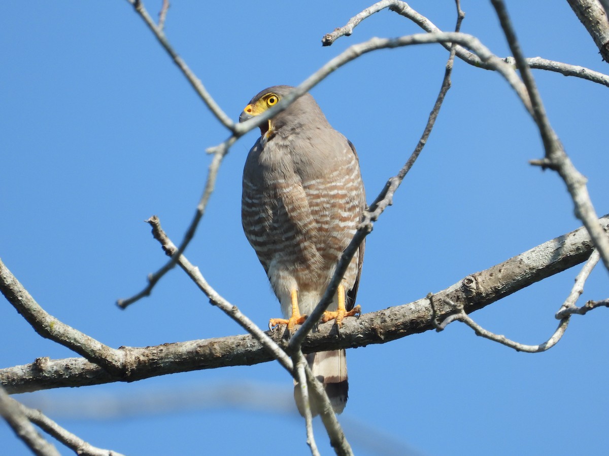 Roadside Hawk - Jose Fernando Sanchez O.