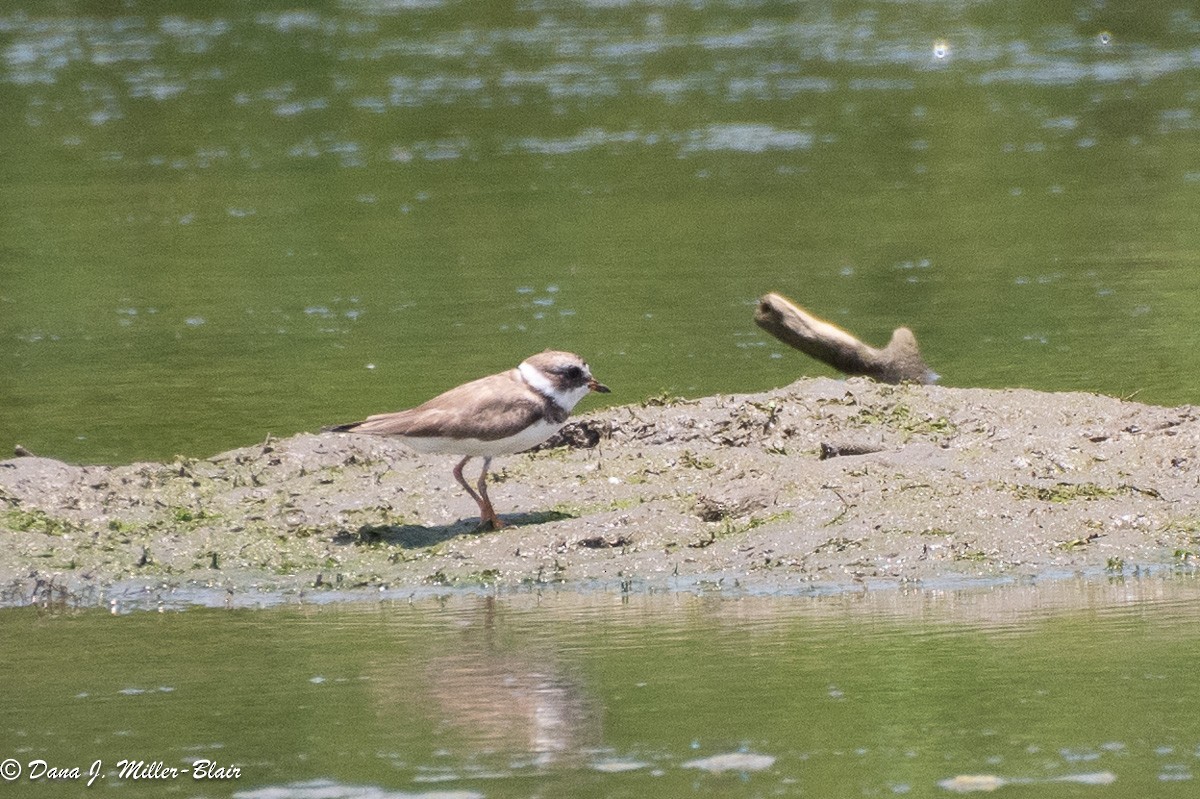 Semipalmated Plover - Dana Miller-Blair