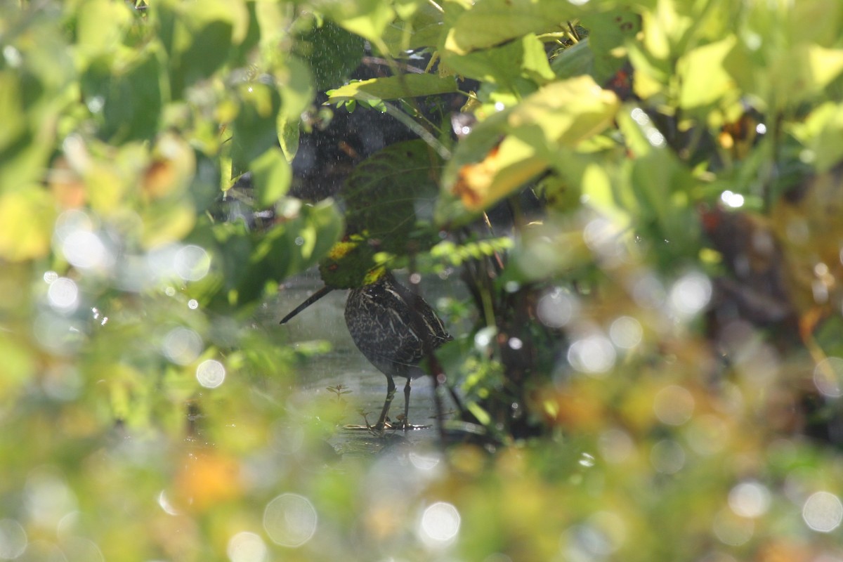 Wilson's Snipe - Robert Wallace