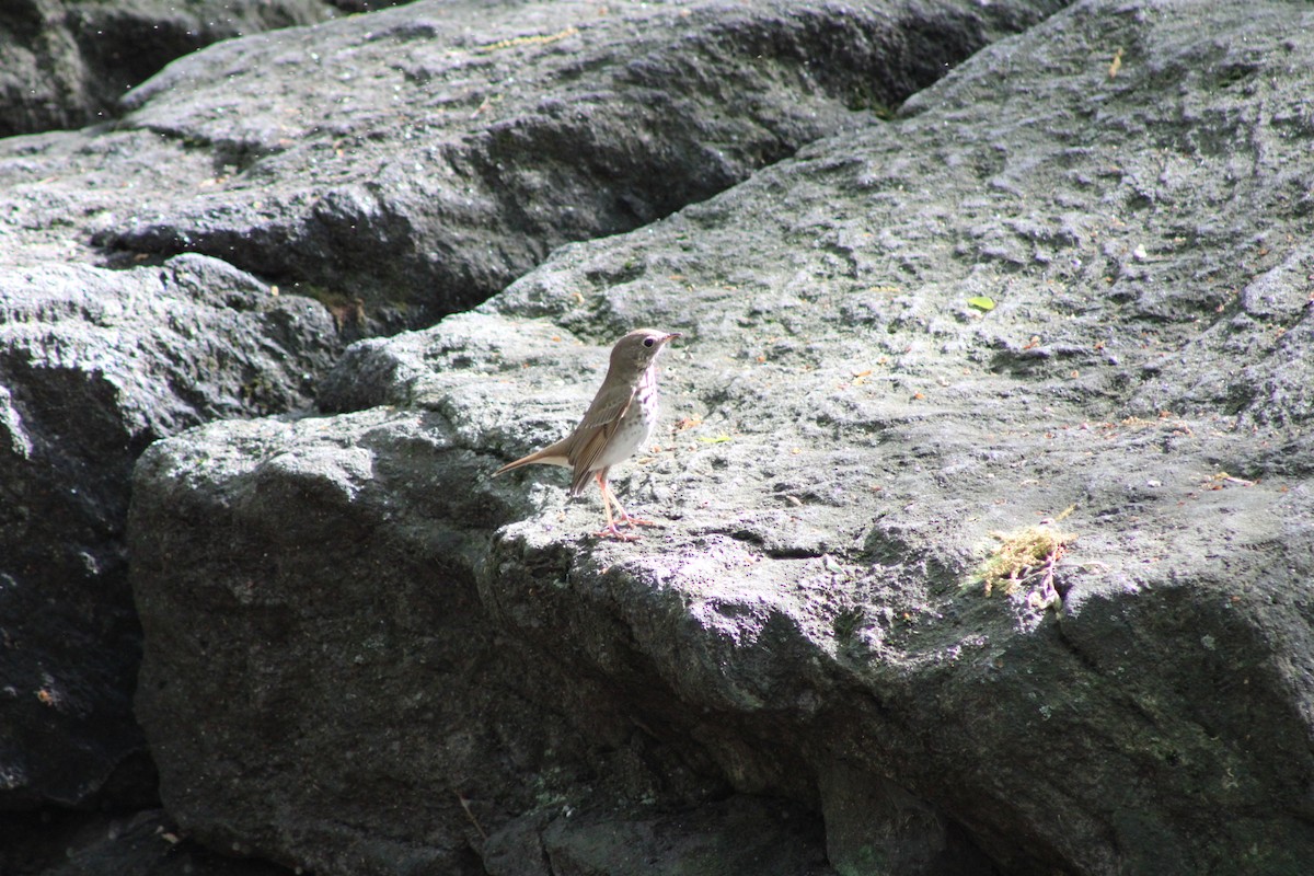 Hermit Thrush - Jennifer Burko