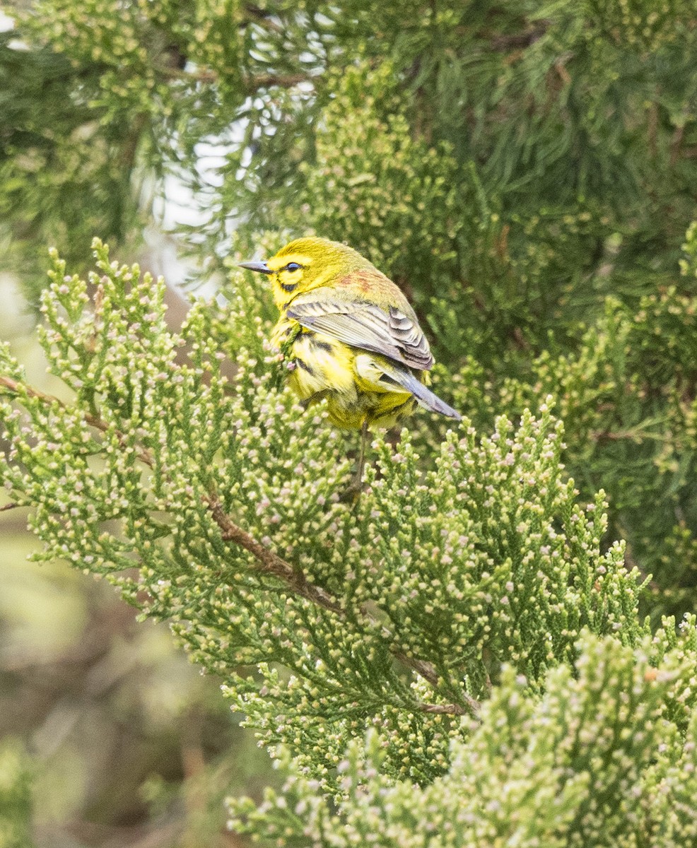 Prairie Warbler - ML618232927