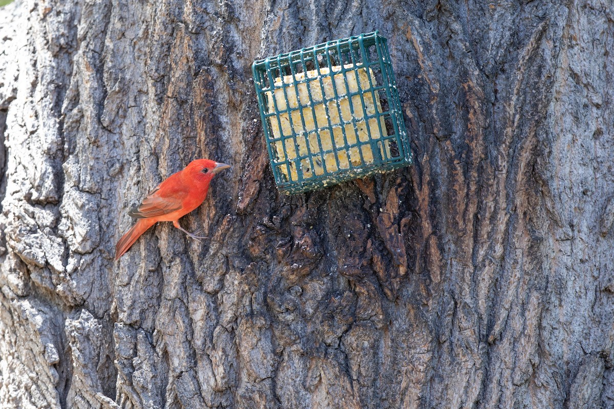 Summer Tanager - Michael Sadat