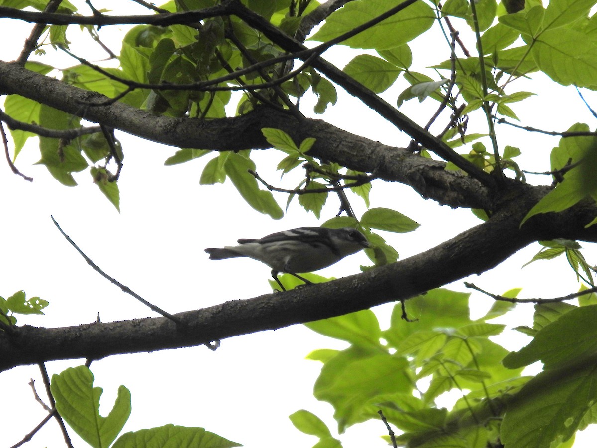 Cerulean Warbler - Lauren Crocker