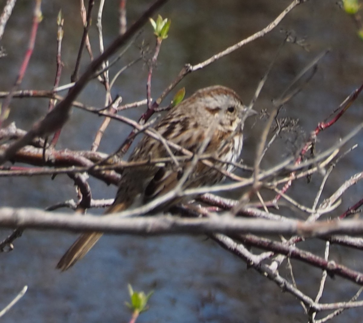 Song Sparrow - John Hiebert