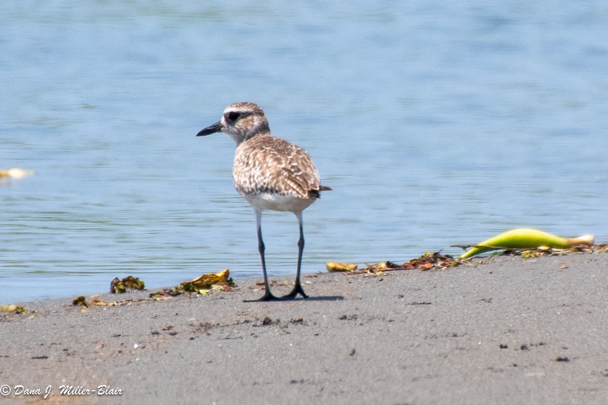 Black-bellied Plover - Dana Miller-Blair