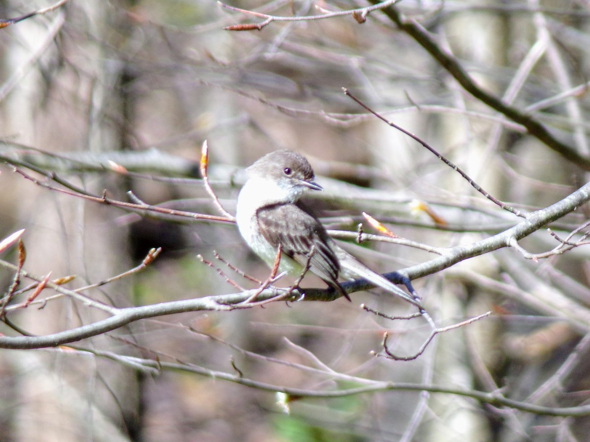 Eastern Phoebe - Hudson Zentz