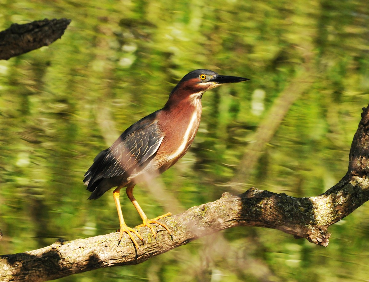 Green Heron - Rich Ball