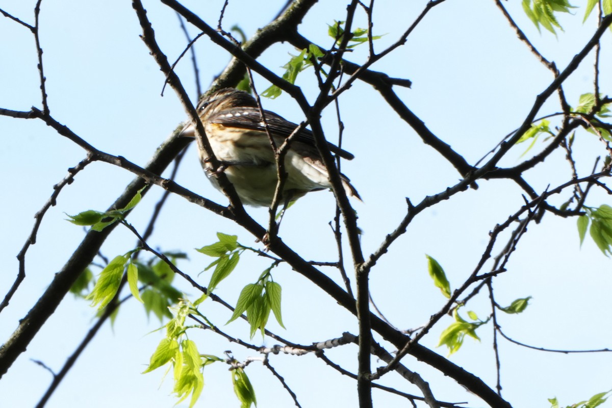 Rose-breasted Grosbeak - Maneesh Rajvanshi