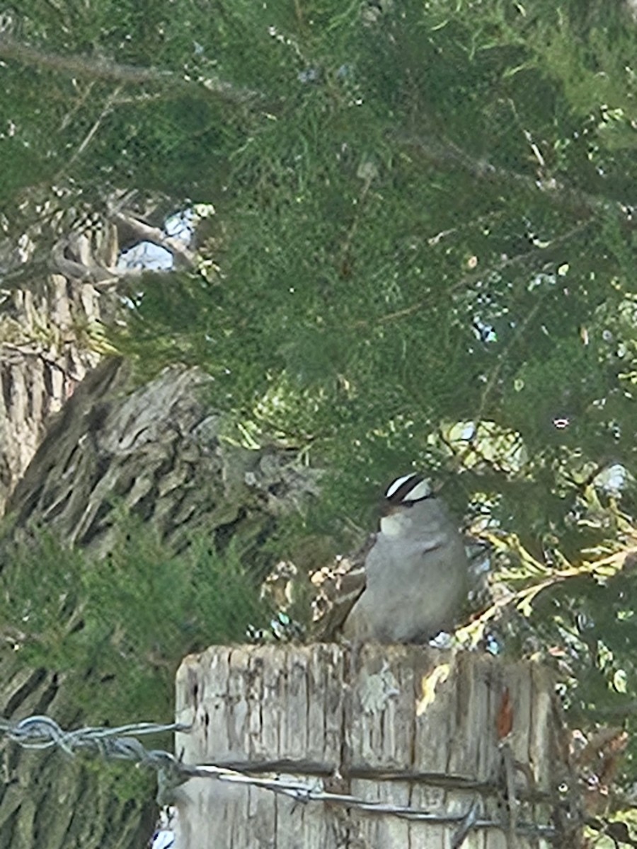 White-crowned Sparrow - ML618232989
