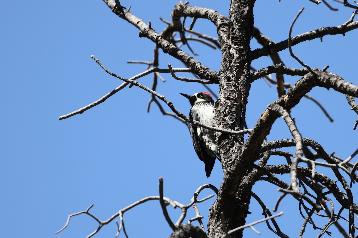 Acorn Woodpecker - ML618232997