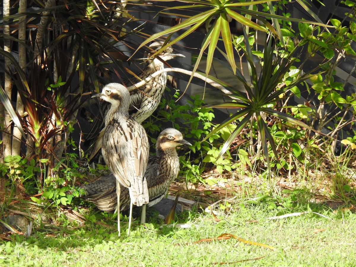 Bush Thick-knee - Monica Mesch