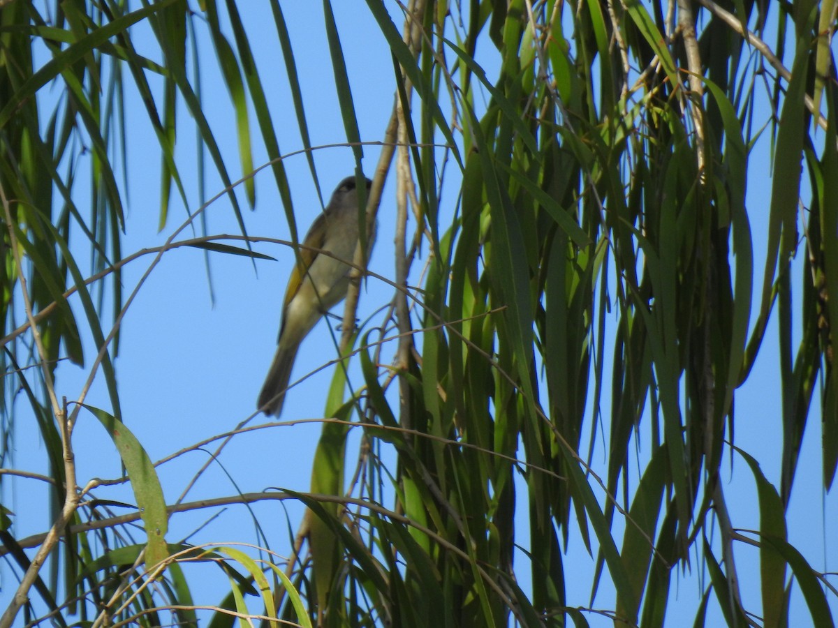 Brown Honeyeater - Monica Mesch