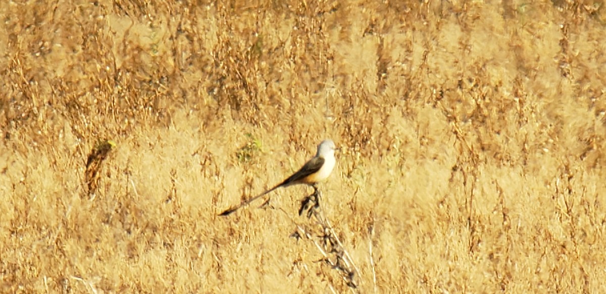 Scissor-tailed Flycatcher - Steve Patterson