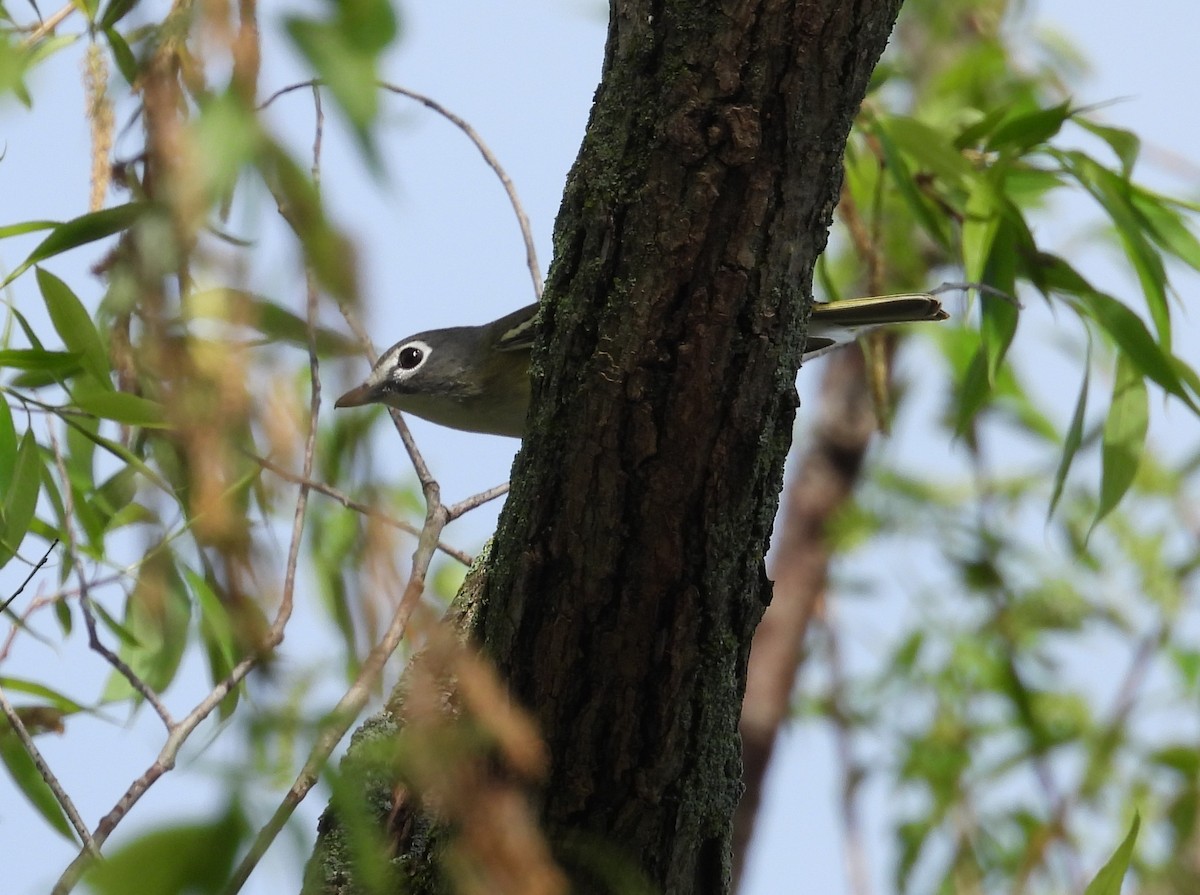 Blue-headed Vireo - Kathy Springer