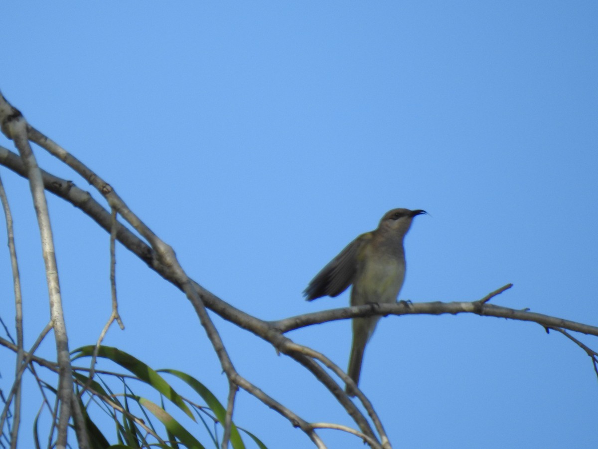 Brown Honeyeater - Monica Mesch